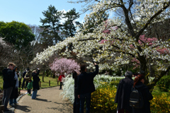 250330a京都植物園47