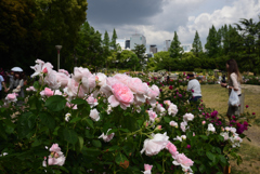 190517b靭公園38