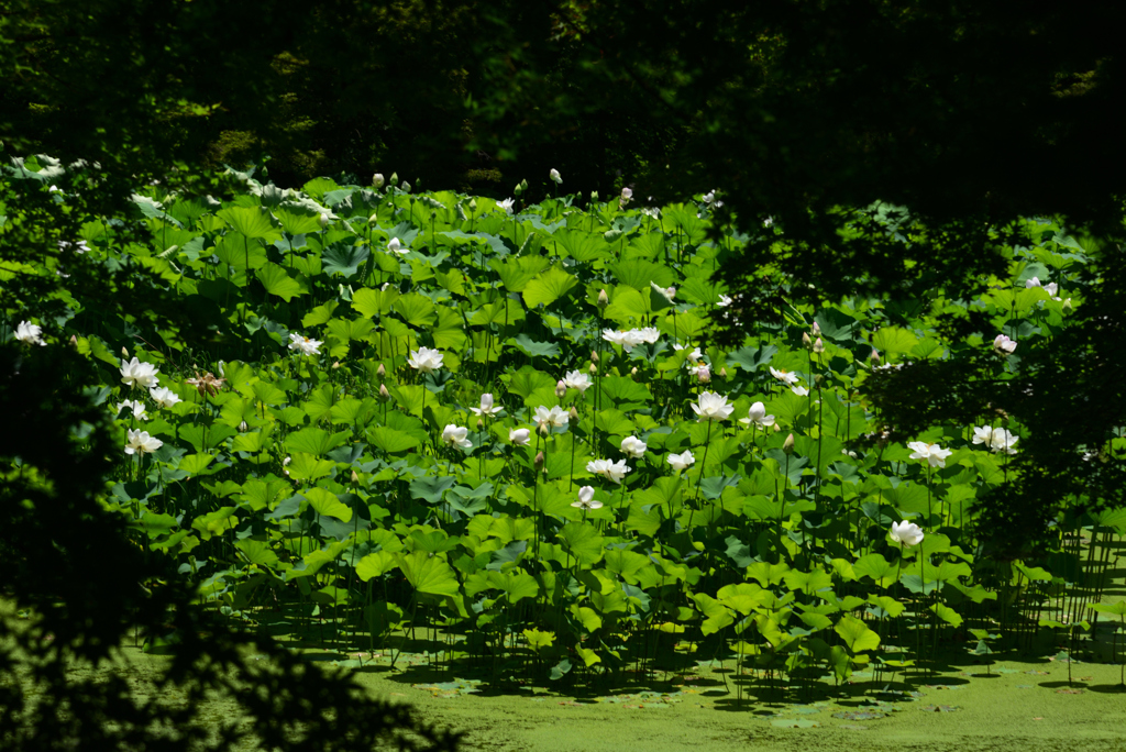 240705京都植物園43