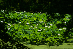 240705京都植物園43