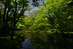 240419a京都植物園36