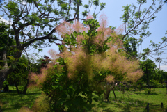 200524長居植物園48