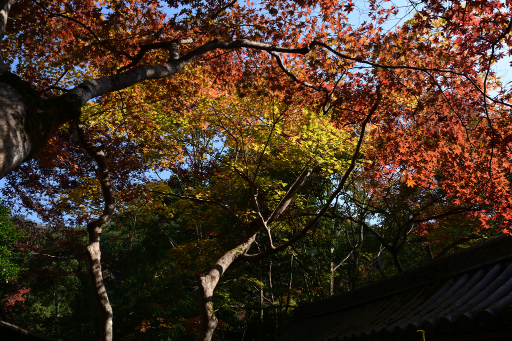 231102c西明寺15