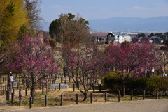 190226a馬見丘陵公園08