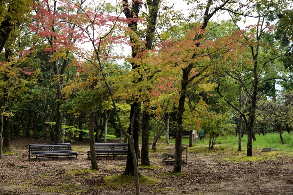 180924a万博公園15+