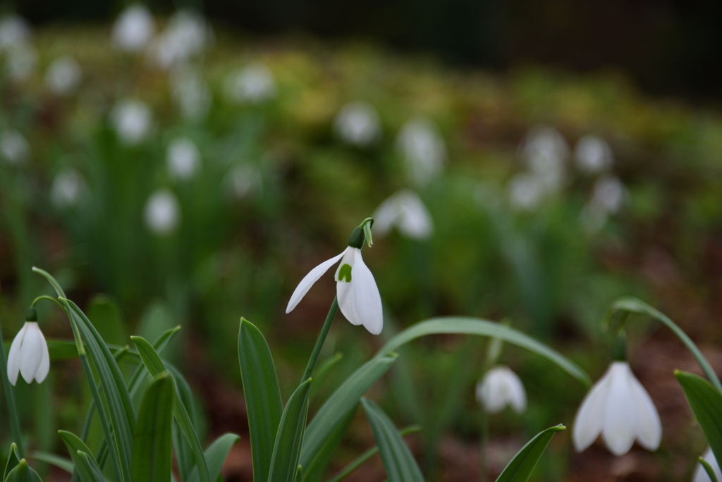 200119京都植物園07