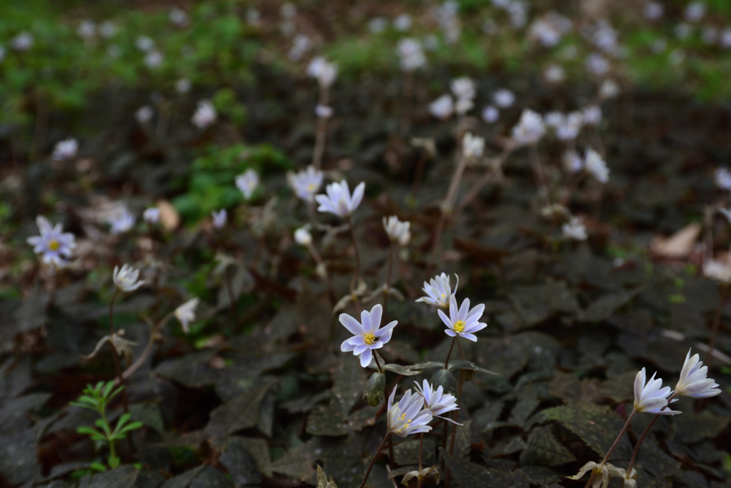 200303京都植物園21