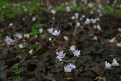 200303京都植物園21 200303京都植物園21