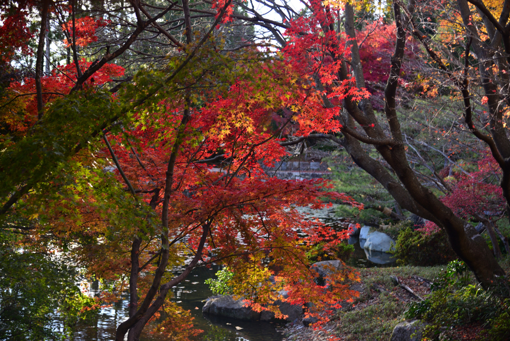 241129d三景園14