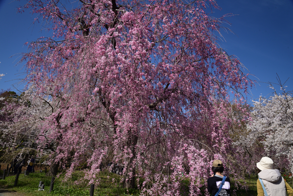 220405b京都植物園35