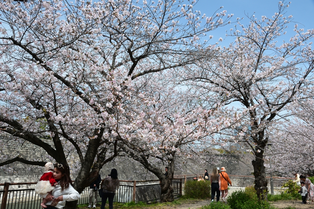 250408a大阪城15