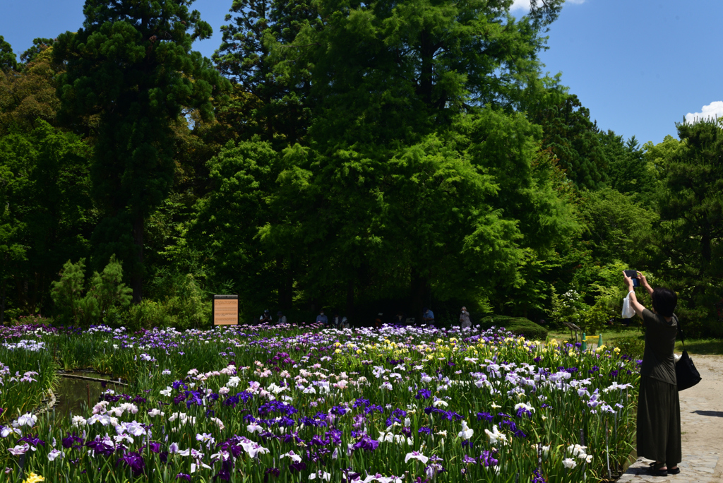 220609京都植物園29