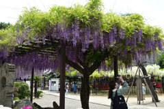 230421a葛井寺34