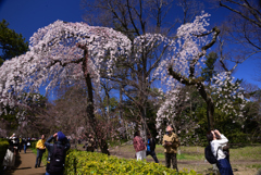 240327c京都御苑30