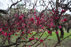 200125大阪城26 200125大阪城26