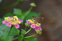 2501021bおふさ観音42