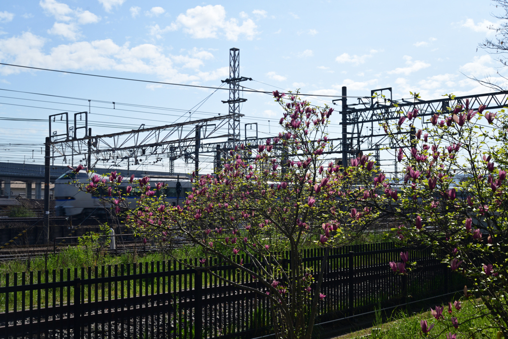 220412g梅小路公園28