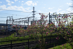 220412g梅小路公園28