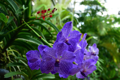 260131b京都植物園47