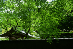 230527e南禅寺59