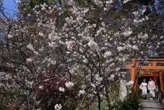 250314b平野神社42