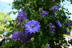 230427京都植物園06