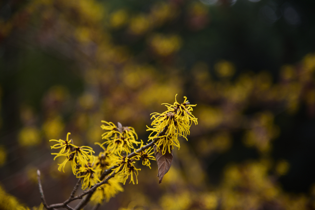 230214京都植物園02