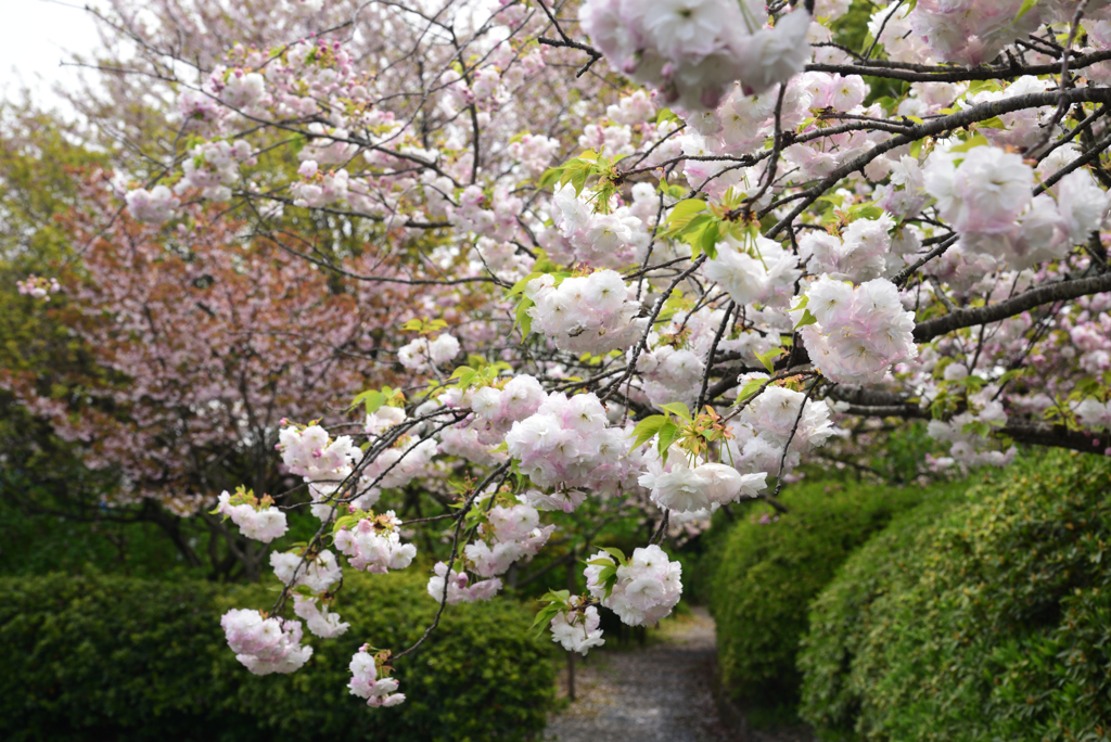 190417a梅宮大社25