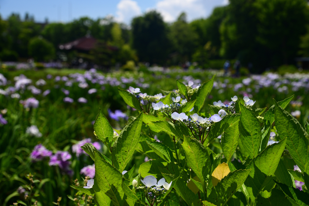 240603b城北公園25