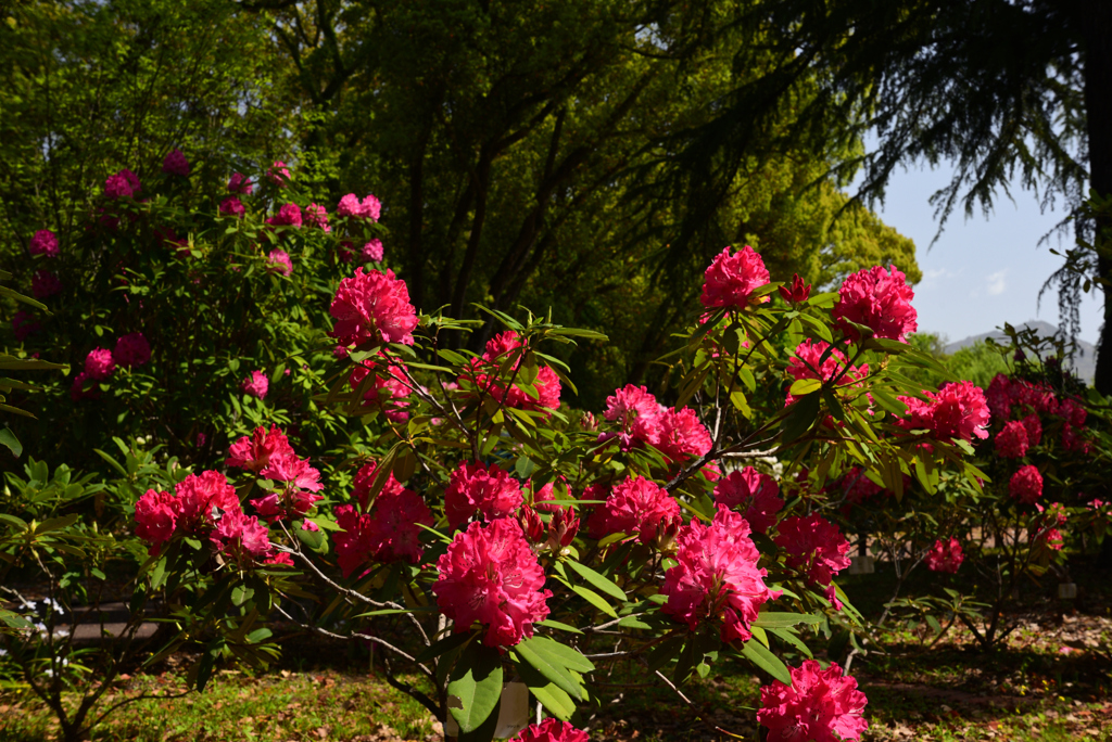 240419a京都植物園04