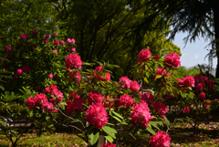 240419a京都植物園04
