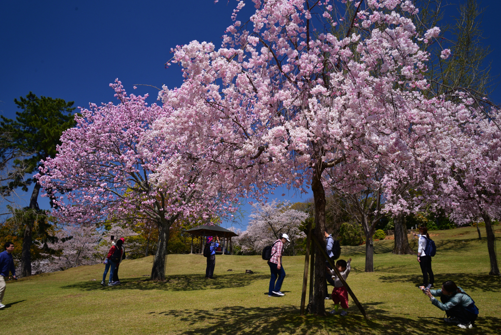 230401奈良公園21