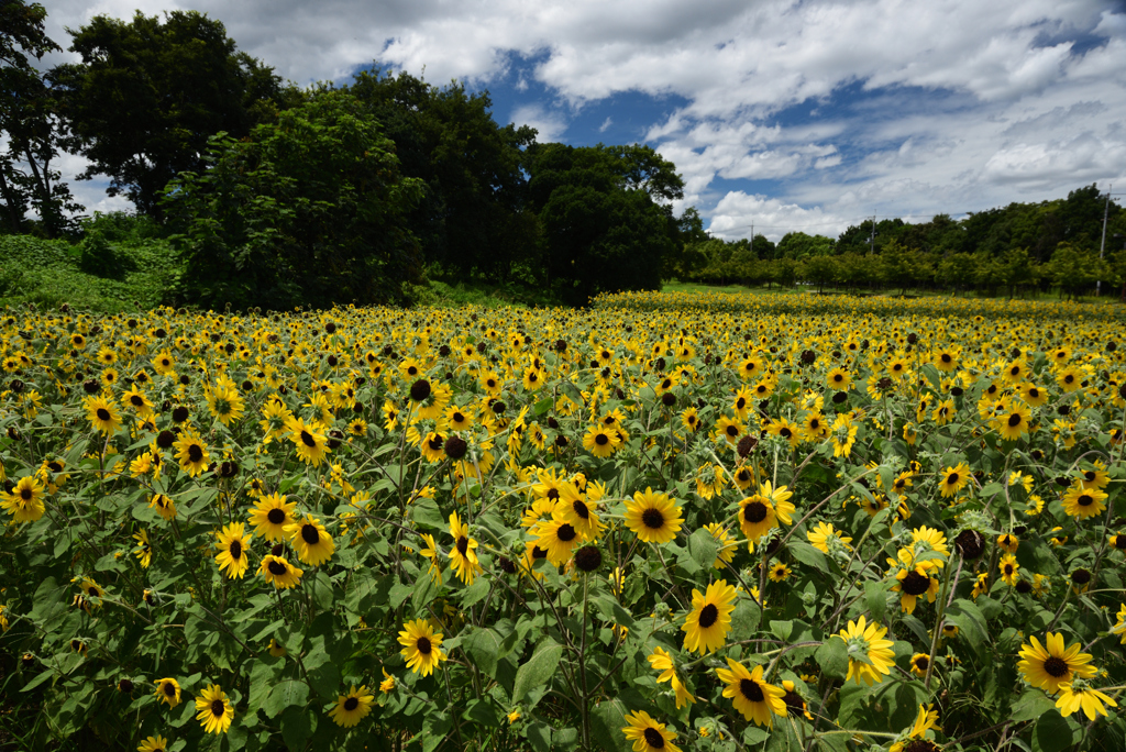200810馬見丘陵公園33