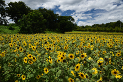 200810馬見丘陵公園33