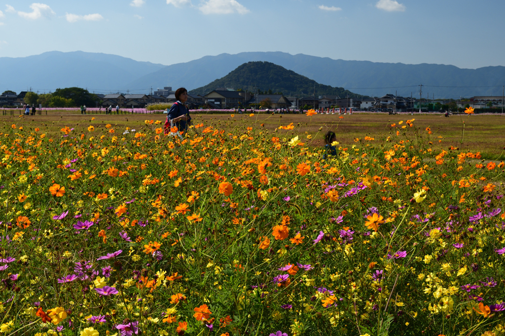 231026a藤原宮跡56