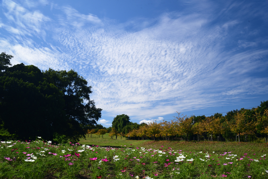 221014馬見丘陵公園52