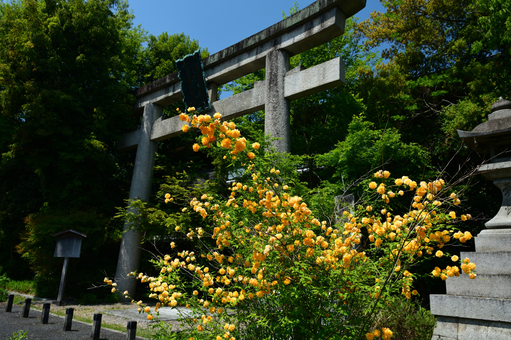 250426b京都f御苑14