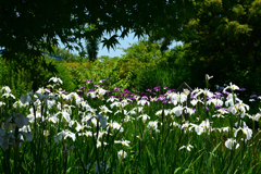 250605b大仙公園16