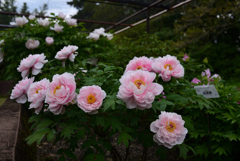 230411a京都植物園07