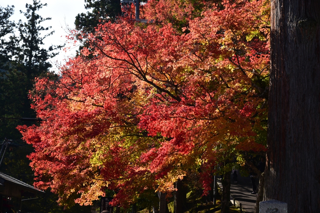 181107b延暦寺19