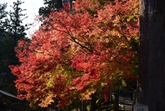 181107b延暦寺19