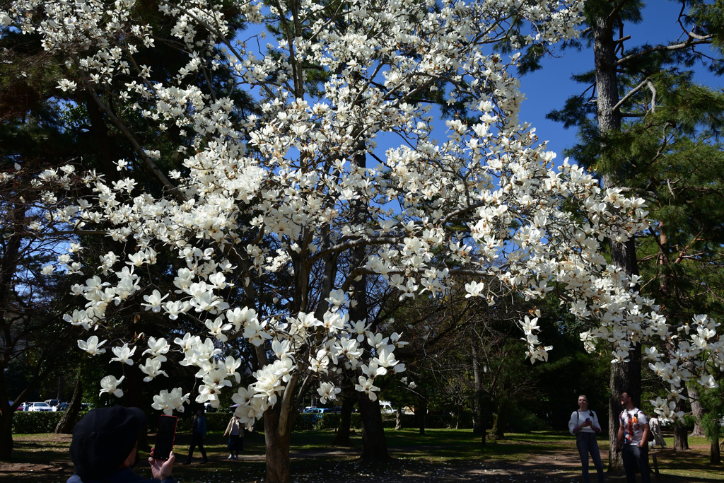 230320c京都御苑30