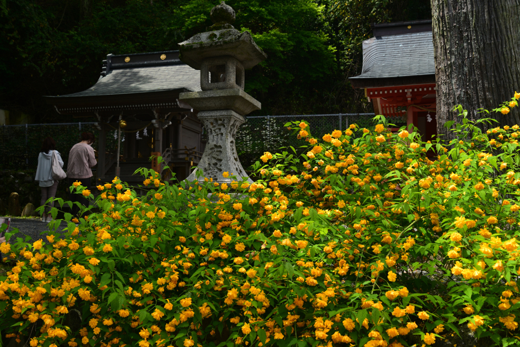 240425a松尾大社30