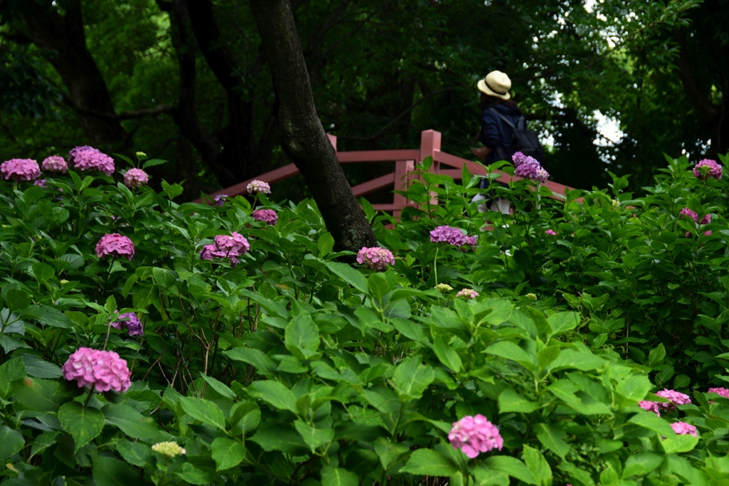 180614b藤森神社38+