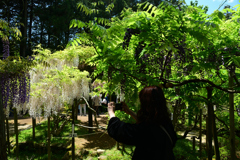 250429c萬葉植物園27