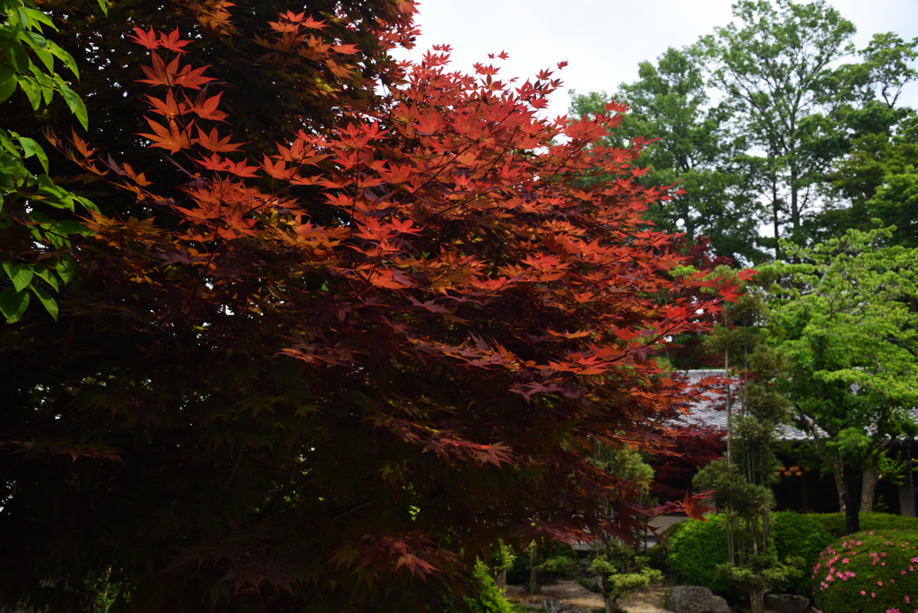 190526霊山寺61