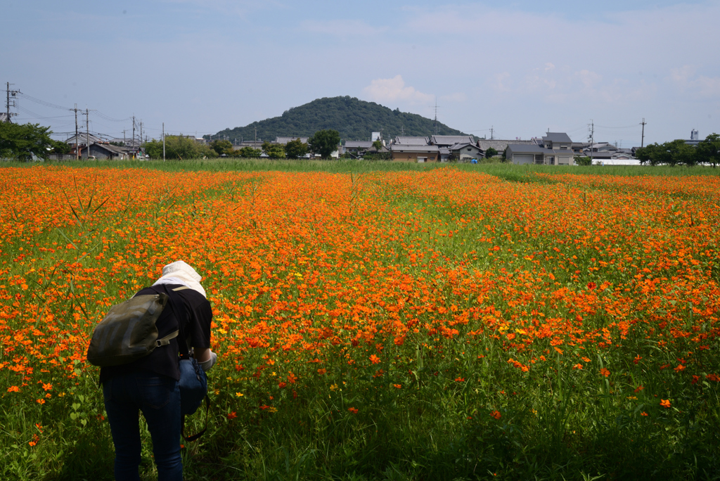 210802a藤原宮跡56