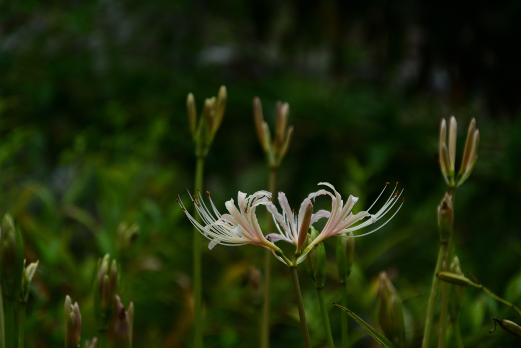 240929京都植物園29