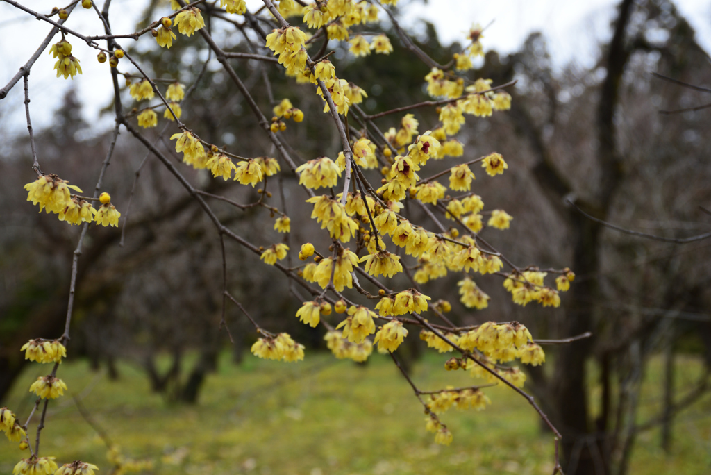 200119京都植物園11