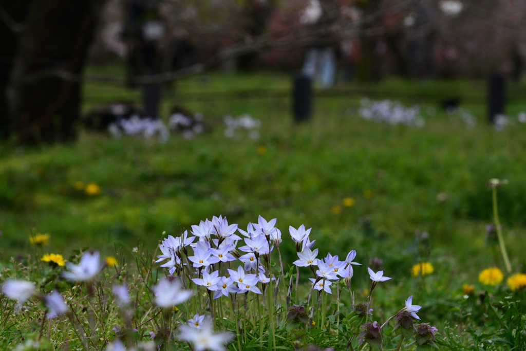 240404a京都植物園30